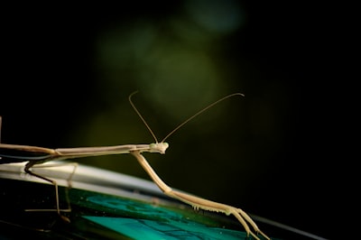 Perkembangan Pengetahuan dan Metodologi Seni dan Desain Berbasis Kenusantaraan: Aplikasi Metoda ATUMICS dalam Pengembangan Kekayaan Seni dan Desain Nusantara Image