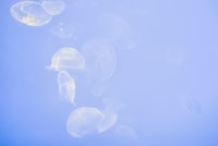 Uji Coba Penanaman Lima Jenis Dipterokarpa pada Lahan Bekas Tambang di PT. Kitadin, Kalimantan Timur Image