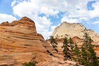 Peluang Bisnis Kuliner Buah Mangrove Image