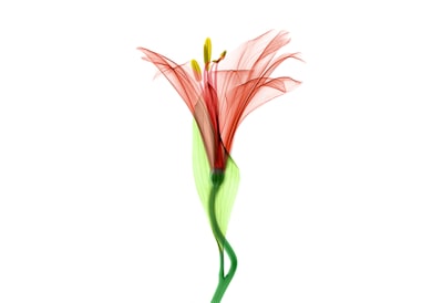 FREKUENSI PEMBERIAN PAKAN YANG BERBEDA TERHADAP LAJU PERTUMBUHAN DAN KELANGSUNGAN HIDUP BENIH IKAN NILA (Oreochromis niloticus) DI BBI PALANGKA Image