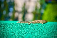 The Effect of Tuberculosis on the Growth and Development of Children in Indonesia Image