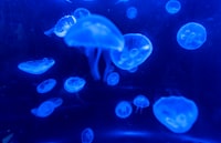 Improvement of the Technology of Garden Strawberry Jam in Combination with Apple Puree Image