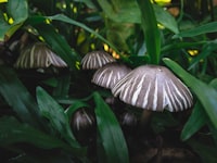 Contributions of Metacognitive Skills Toward Students\u0027 Cognitive Abilities of Biology Through the Implementation of GITTW (Group Investigation Combined with Think Talk Write) Strategy Image