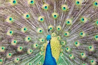 Proses Pengambilan Minyak Atsiri Dari Daun Nilam Dengan Pemanfaatan Gelombang Mikro (Microwave) Image