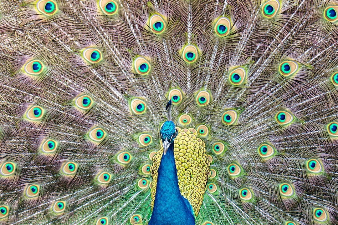 Kajian Visual Kerawang Gayo pada Upuh Ulen\u002Dulen Image