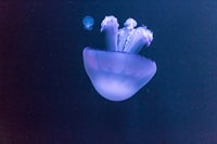 A Reasoning Technique for Taxonomy Expert System of Living Organisms Image