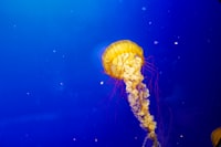 Identifikasi Sifat Benih Kawista (Feronia Limonia (L.) Swingle) Untuk Tujuan Penyimpanan Image