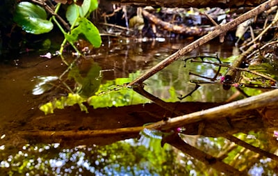 Kesenian Wayang Kulit sebagai Pembentuk Karakter Bangsa dalam Merdeka Belajar Menghadapi Revolusi Industri 4.0 dan Revolusi Society 5.0 Image