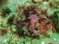 Strategi Pemasaran Dalam Meningkatkan Volume Penjualan (Studi Pada S\u002Dmart Swalayan Pasir Pengaraian) Image