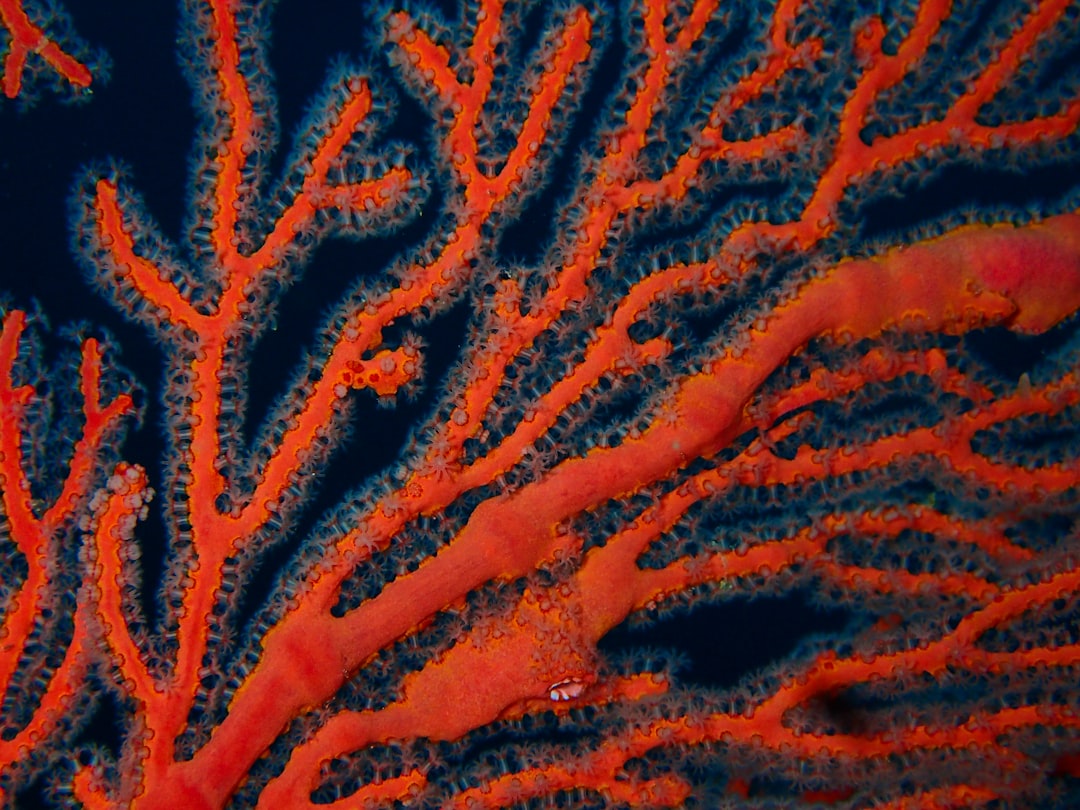 Fermentasi Cair Ampas Kelapa Sawit dan Kapang Rhizopus Oligosporus untuk Menghasilkan Asam Lemak Omega\u002D3 Image