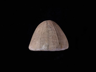 Pemanfaatan Limbah Kulit Buah Kakao (Theobroma Cocoa L.) Sebagai Adsorben Zat Warna Rhodamin B Image