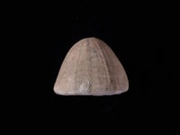 Pemanfaatan Limbah Kulit Buah Kakao (Theobroma Cocoa L.) Sebagai Adsorben Zat Warna Rhodamin B Image