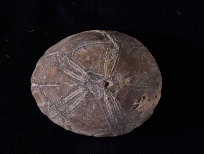 EFEKTIFITAS PESTISIDA NABATI DALAM MENGENDALIKAN HAMA  PADA TANAMAN CABAI Image