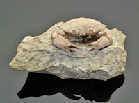 Batik Damar Kurung di Gresik: Konsep, Unsur Bentuk dan Karakteristik Image