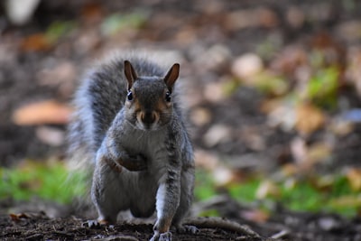 Rancang Bangun Sistem Irigasi Tanaman Otomatis Menggunakan Wireless Sensor Network Image
