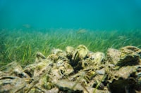 The Use Of Authentic Materials In Speaking Class At The Second Semester Students Of English Education Study Program Of Teacher Training And Education Faculty Of Bandar Lampung University Image