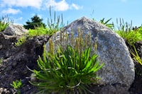 The Influence of Income Shifting Incentives Towards the Tax Haven Country Utilization: Case Study on the Companies Listed in Indonesian Stock Exchange Image