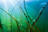 Pengaruh Limbah Industri Terhadap Lingkungan Di Indonesia Image