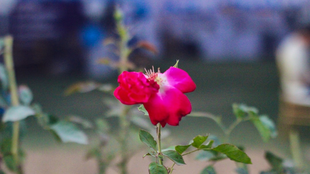 Pengaruh Dosis Pupuk Kandang Kotoran Ayam terhadap Pertumbuhan dan Hasil Cabai Rawit di Tanah Gambut Image