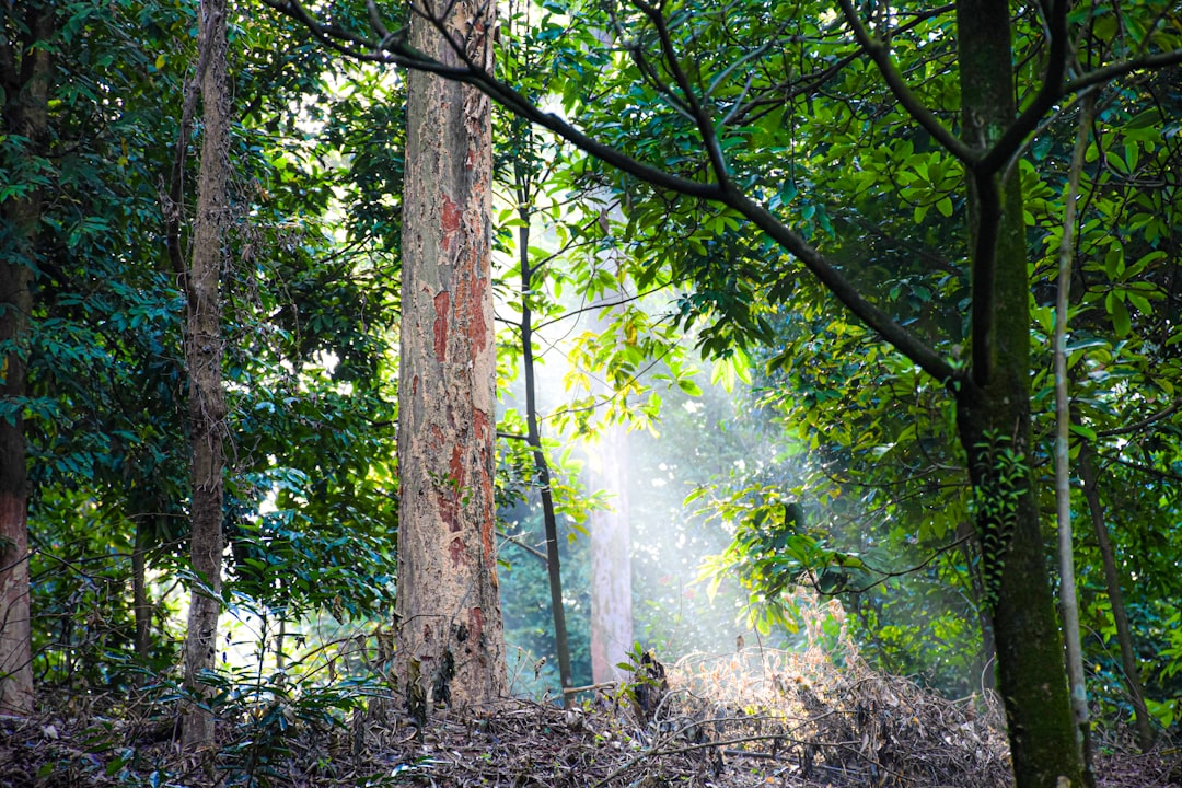 Kreativitas Pengajuan Soal Ditinjau dari Gaya Kognitif Materi Bangun Segi Empat Kelas VII SMP Image