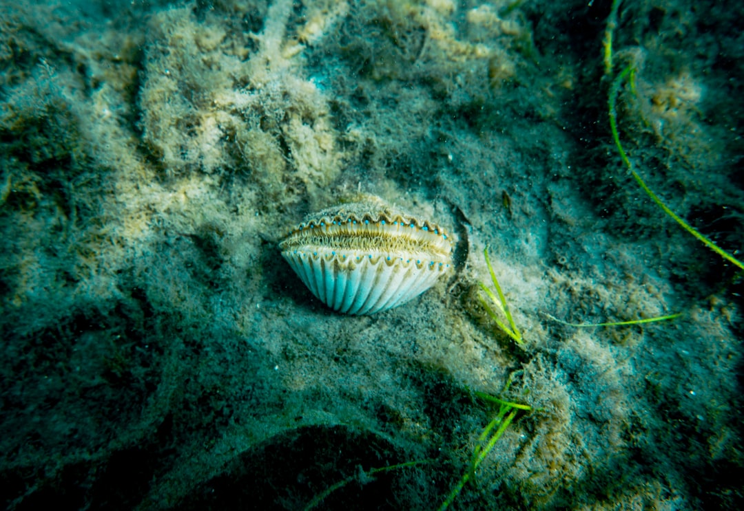 Pengaruh Spektrum Cahaya Tampak Terhadap Laju Fotosintesis Tanaman Air Hydrilla Verticillata Image