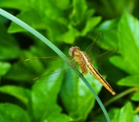 Perbandingan Performa Kombinasi Algoritma Pengurutan Quick\u002DInsertion Sort dan Merge\u002DInsertion Sort Image