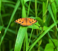 Estimasi Willingness To Pay untuk Libur Sekolah Akibat Kebakaran Hutan: Teori yang Mendasari. Langkah\u002Dlangkah, dan Reduksi Bias yang Mungkin Timbul Image