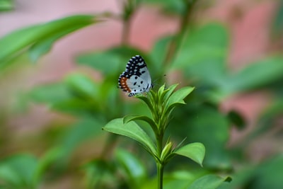 Advantages and Disadvantages of Online Learning During the COVID\u002D19 Pandemic: the Perceptions of Students at Bung Hatta University Image