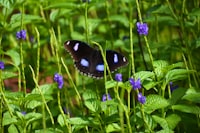 Gebrakan Merdeka Belajar Mewujudkan Kreativitas Seni Musik Siswa SMP di Banjarmasin Image