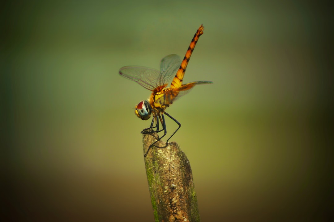 Pedoman Bagi Penulis Image