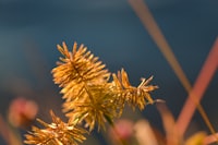 The Effect of Motivational Interviewing on Adolescent Risk Behaviors: A Literature Review Image